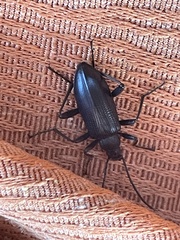 Praeugenini