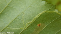 Agromyza alnibetulae