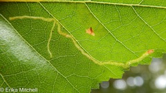 Agromyza alnibetulae