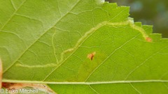 Agromyza alnibetulae