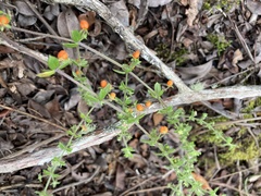 Galium hypocarpium