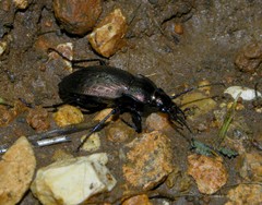 Carabus vagans