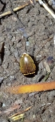 Platynectes
