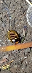 Platynectes