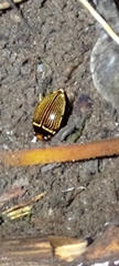 Platynectes