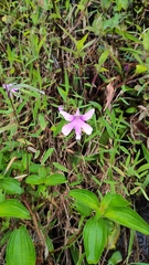 Impatiens scapiflora