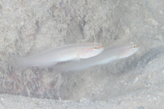 Amblygobius nocturnus