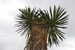 Yucca filifera