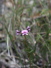 Gompholobium venustum