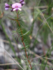 Gompholobium venustum