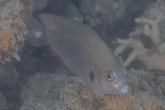 Pomacentrus microspilus