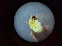 Ceraclea nigronervosa