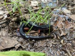 Plethodon shermani