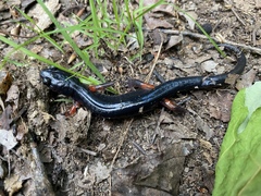 Plethodon shermani