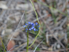 Comesperma calymega