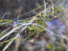 Comesperma calymega
