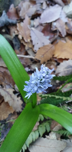 Image of Hyacinthoides Aristidis (Hyacinthoides aristidis) by (c) Mehdi Chetibi, some rights reserved (CC BY)