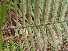 Dryopteris filix-mas