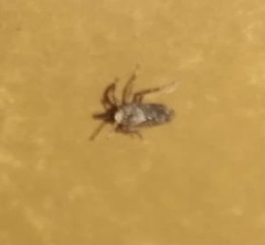 Asiraca