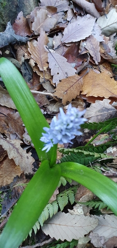 Image of Hyacinthoides Aristidis (Hyacinthoides aristidis) by (c) Mehdi Chetibi, some rights reserved (CC BY)