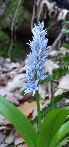 Image of Hyacinthoides Aristidis (Hyacinthoides aristidis) by (c) Mehdi Chetibi, some rights reserved (CC BY)