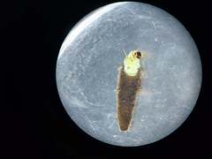 Ceraclea nigronervosa