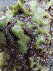 Ceraclea nigronervosa