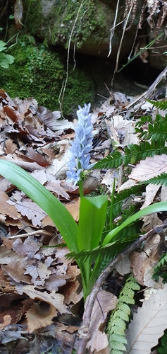 Image of Hyacinthoides Aristidis (Hyacinthoides aristidis) by (c) Mehdi Chetibi, some rights reserved (CC BY)