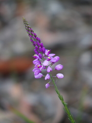 Comesperma virgatum