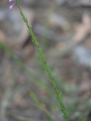 Comesperma virgatum
