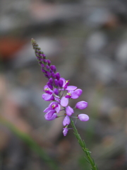 Comesperma virgatum