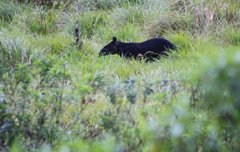 Tapirus pinchaque