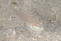 Valenciennea randalli