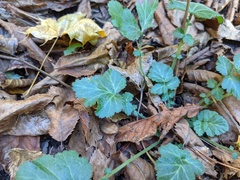 Geum canadense camporum