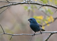 Cyanoloxia glaucocaerulea