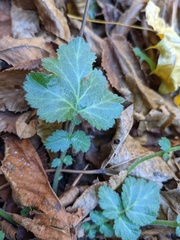 Geum canadense camporum