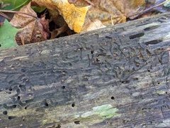 Pityogenes bidentatus