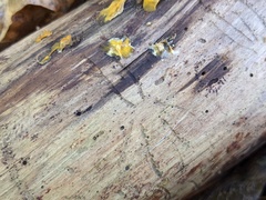 Pityogenes bidentatus