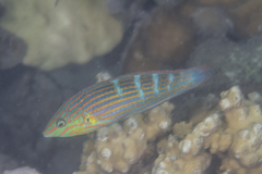 Halichoeres melanurus