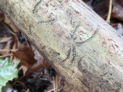 Pityogenes bidentatus