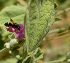 Megachile euzona