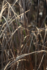 Carex melanostachya