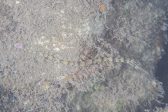 Corythoichthys haematopterus
