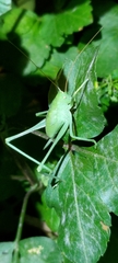 Mecopodinae