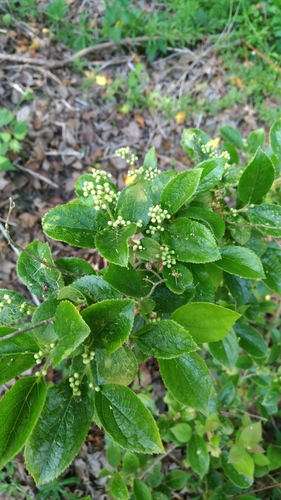 Symplocos ramosissima