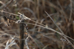 Carex melanostachya