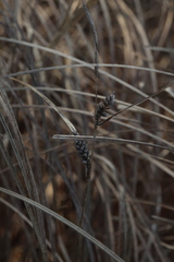 Carex melanostachya