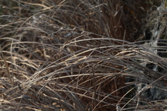 Carex melanostachya