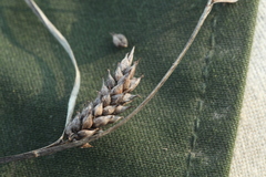 Carex melanostachya