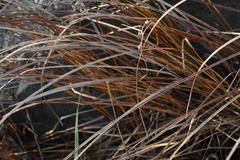 Carex melanostachya